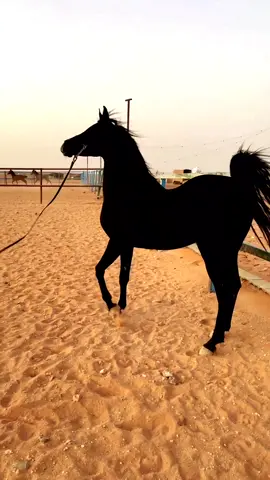 الفحل المصري شيخ لنج اللون اسود 😍🔥        #الخيل_العربي_الاصيل #الخيل #الادهم #شيلات #حصان_اسود #لايك #ترند #طرب