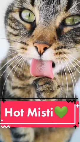 Misti o la pata caliente 💝💋👅💋💝 #catsoftiktok #cat #fyp #viral