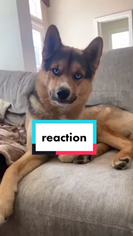 wait for the head tilts #dogreaction #dogreactstosounds #headtilt #headtiltcheck
