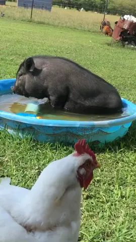 Idk why she rocks like that but it’s cute 😂😂 #millie #fypシ #pig #kiddiepool