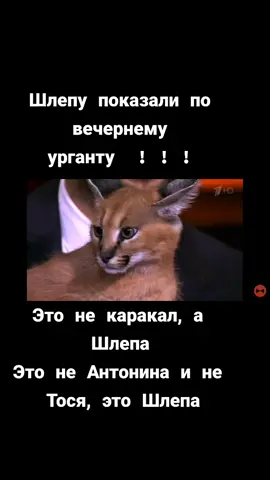 #шлепа #каракал #вечернийургант #gipnoz01 #floopa