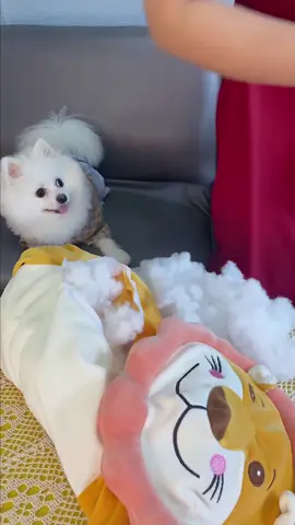 Do you like Nico’s new clothes? #foryou #cute #funny #puppy #Nico #dogsoftiktok #fyp #CompleteMyLook