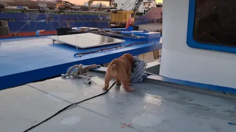 Cụt đuôi mà dữ quá...