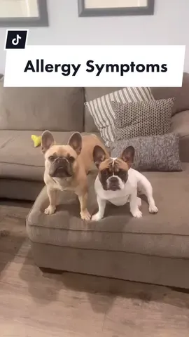 Reply to @cjalfa03 #allergyszn #allergies #frenchbulldog #syptoms #frenchiesoftiktok #imnotavet