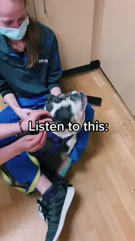 I love bulldogs ❤️🐶.       #veterinarian #bulldog #ears #englishbulldog #dog #CompleteMyLook