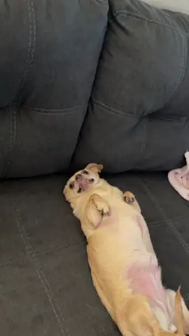 Here’s a serotonin boost for ya #dog #serotonin ￼