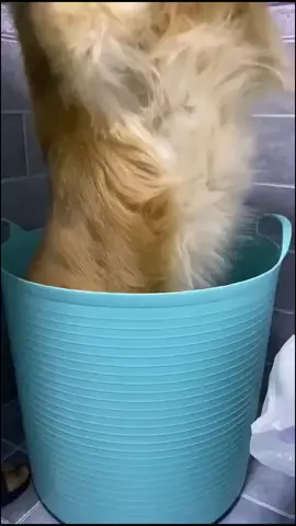 #dog #dogbath #dogsoftiktok #goldenretriever #foryou