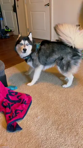 What do you think he’s singing/saying? 💙 #haikuthehusky#dogsoftiktok#fyp#viral#husky#dog