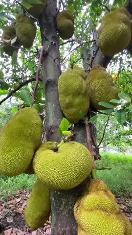 Watch your head when standing near a #jackfruit tree 🌳
