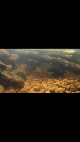 Update on the pond#bass #pond #fishtank #sponsor