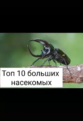#животные #fypシ #топ10 #рекомендации #tiktok #fyr #on #fyp #foryou #насекомые #рек