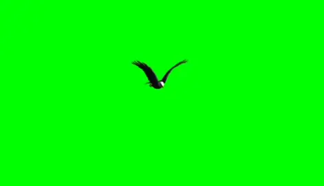 Green Screen Burung Elang #greenscreen #greenscreenvideo