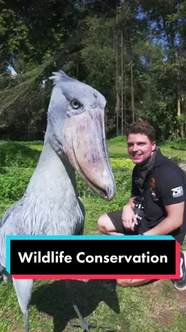 This video got BANNED for sensitive content, blow it up⚠️🤷🏼‍♀️#shoebillstork #wildlifeconservation #LearnOnTikTok #showuswhatyougot #PlacesToVisit
