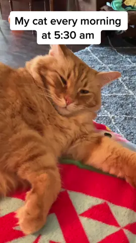 No alarm needed 🚨 #whenthehell #joeexotic #fatcats  #tabby #catsoftiktok2021 #catlover #foru