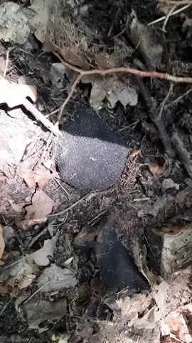 #truffle #trufe #viral #foryou