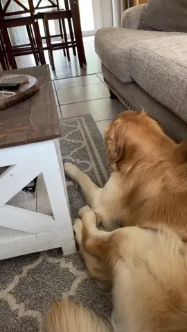Anytime I do this he thinks someone is at our house and starts growling 😂 #goldenretrieverlife #dogmom #TakisTransformation