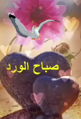 #على الريق#الله❤️ #يسعداللي نواها لي بخير#صباح #الورد #إكسبلور_explore_challenge_تيك_توك
