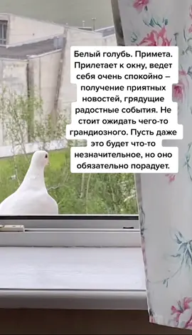 #белыйголубь