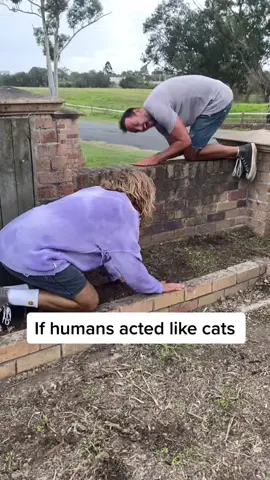 If humans acted like cats #MartyandMichael #ifhumansactedlikecats #cats #catfight