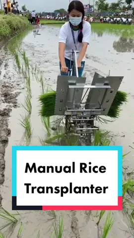 Happy Rice Day 2078🌾 Testing 2-row manual rice transplanter during celebration of 18th National Rice Day. #rice #asar15 #agritiktok #fyp #krishi #np