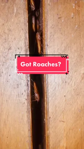 #PepsiApplePieChallenge #HotwireHotelGoals #TakisTransformation #eurekaspestcontrol #pestcontroltiktok #pestcontrolservice #roaches #roachinfestation