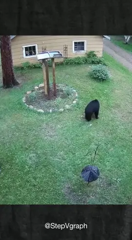 دب يتسلق شجرة خوفاً من كلبٍ صغير وكأنه فيلم سينما