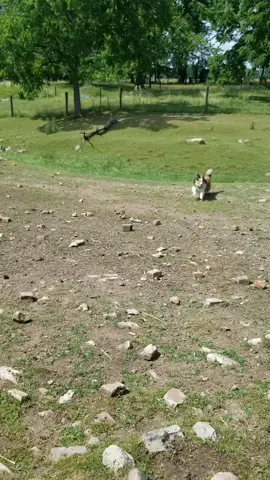 #herdherding #herding #sheep #sheltiesoftiktok #shetlandsheepdogs #sheltie #farmdog #foryou #fyp #foryoupage