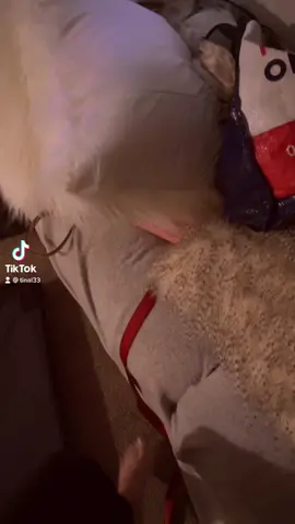 I couldn’t find Tater…she’s passed out behind all of the pillows head in her toy bag