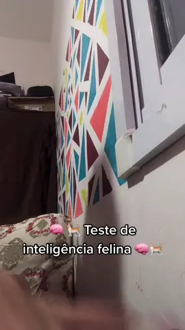 Meus nenis inteligentes #cat #gatos #gatostiktok #pets