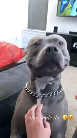 ❤️How can you ever say no to that smile❤️#greenscreenvideo #pit #pitbull #dog #dogsoftiktok @tichafukuda #smile #fouy #fouyou #fouryoupage