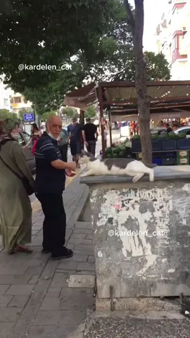 #tiktokercat #tiktokercats #prankcat #cattiktoker #funnycatslive #katzenfan