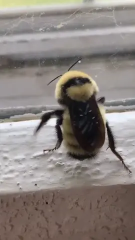 #greenscreenvideo Bee dance 💃 🕺 #dancing #dancer #bee #funnyy #fypシ #foryou