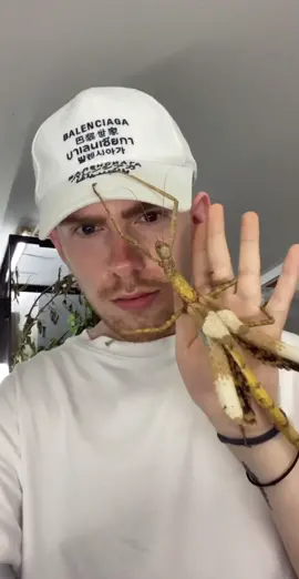 Imagine it suddenly flies on your head 😄 Phasma gigas