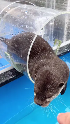 爪の掃除は、お任せあれ。#カワウソ #カワウソカフェ #原宿 #コツメカワウソ #ネイル