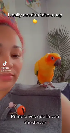 😂😂😂 que sueño#viral #fypシ #parrot #sleep #parati #yelissah
