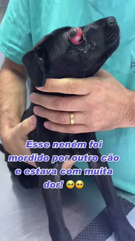 Neném pirata, conhecem?! #rhamyanest #enucleacion #olhos #visao #vision #oftalmo #dog #pet #puppy #vet #lovedog #cachorro #beauty #fy #fup #fy #real