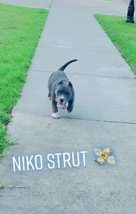 Niko Strut! #dogsoftiktok #ABKC #americanbulliesoftiktok #NikoMaximus #foryoupage #americanbullies #rawfeddog