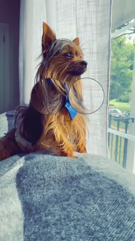 #viral#dogchallege #fupシ #fypシ #parati #yelissah