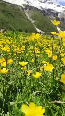 Сказочно красиво❤️❤️❤️ #цветы #горы #лютики #поход #хочуврекомендации