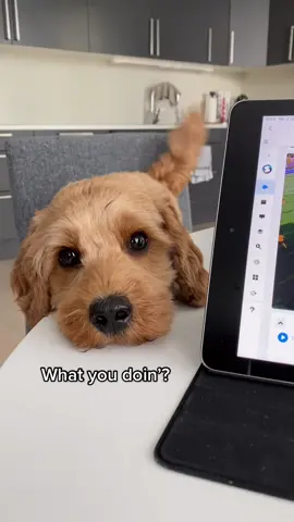 I will go anywhere with you 🥺 #cockapoo #dog