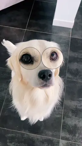 Those eyes 🥺😍