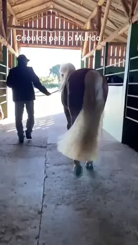 #redeas #brutos #caballos #vaquero #crioulo #equino #cavalosminhapaixão