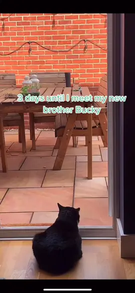 When Figaro meets Bucky. The start of a beautiful friendship? #cattok #catsoftiktok #catlove #puppytok #puppy #catanddog