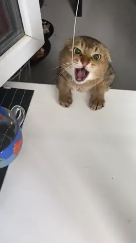 Why she is 😠?#cat #madcat #foryoupage