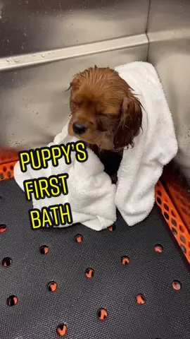 He gives it a 2/10 experience. Would not recommend. #newpuppy #cavalierkingcharles #puppytiktok #fyp #dogsoftiktok #bathtime #cavalier  #wetlook