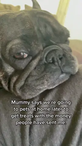 Treat recommendations please #petsathome #dogtreats #healthydogtreats #frenchiesociety #funnyfrenchievideo #funnydog #swearingdog #puppiccino #fyp