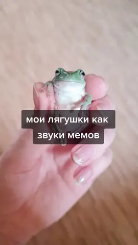 лягушечки это сплошной мем🐸🐸🐸#frog #frogtok #лягушка #Биба #Буба #ТвоёЛетоТвоёВремя