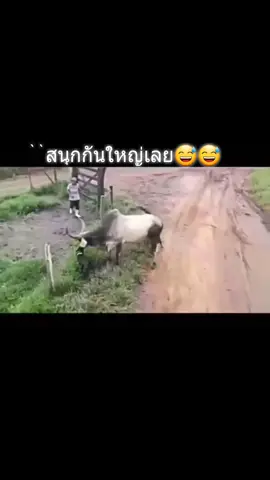 😅น้องหมา vs พี่วัว😅 #ขอใจให้น้อนหน่อยยย #เจ็บแต่เก็บอาการ #กําลังสนุกเชียว #น้องหมาจอมซน