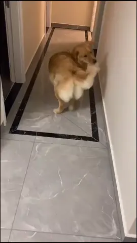 #dog #funnydog #happydog #dogsoftiktok #goldenretriever #4thofjuly #independenceday #foryou