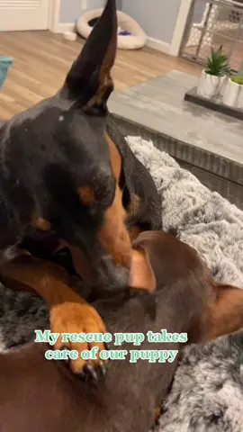 So funny #minpin #minpinsoftiktok #minaturepinscher #puppylove #minpins #doglove #resue